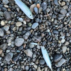 困った時のジギングサビキ