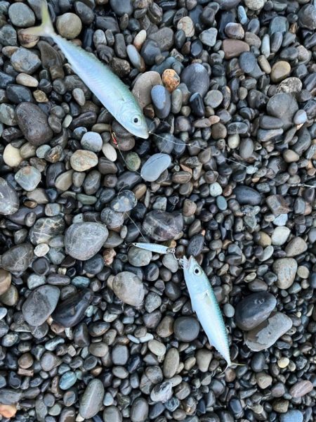 困った時のジギングサビキ