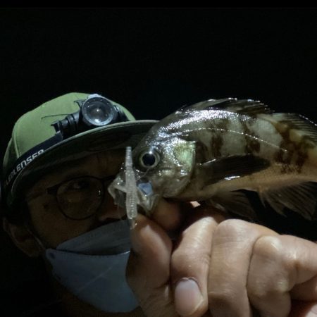 大阪湾奥メバリング