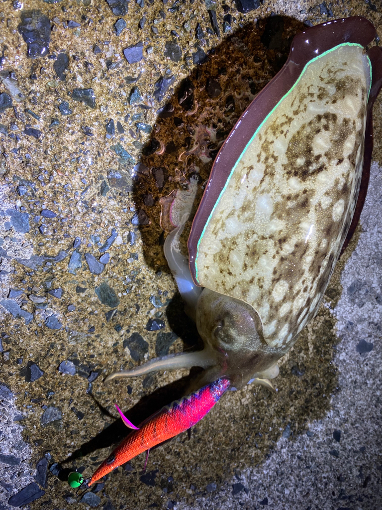 コウイカ祭り！