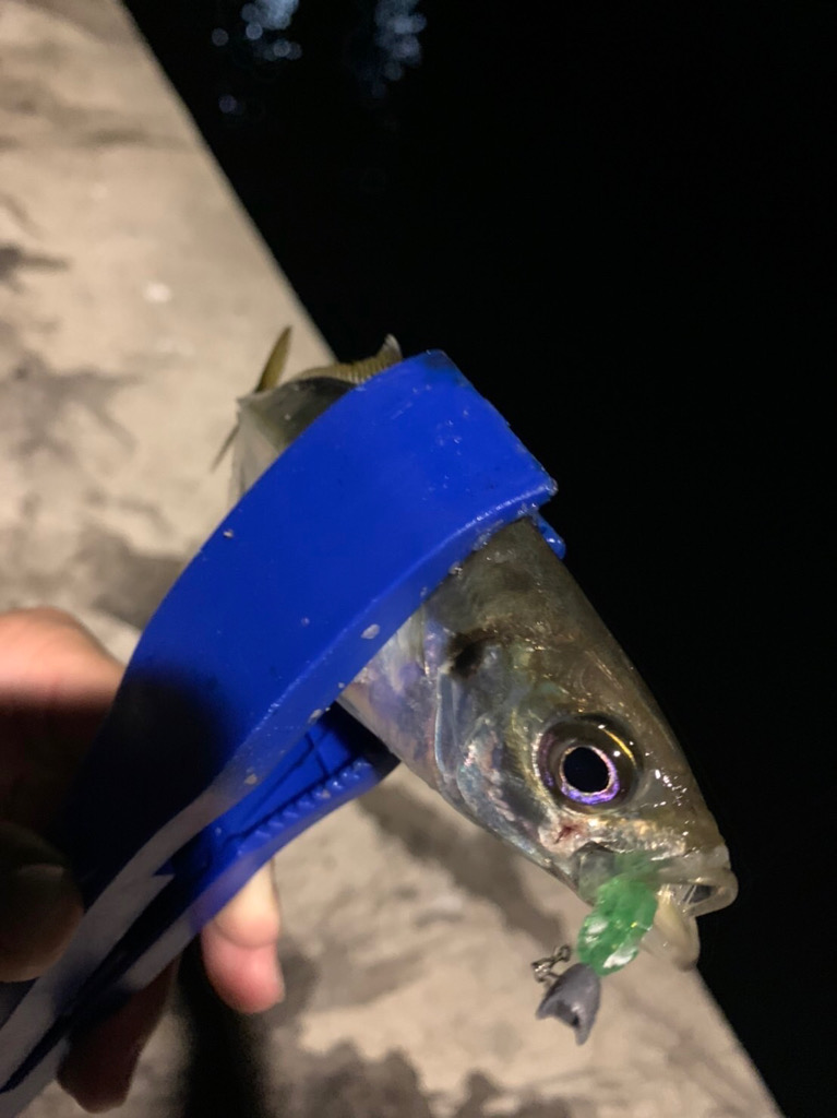 紀南のモンスターと五目釣り