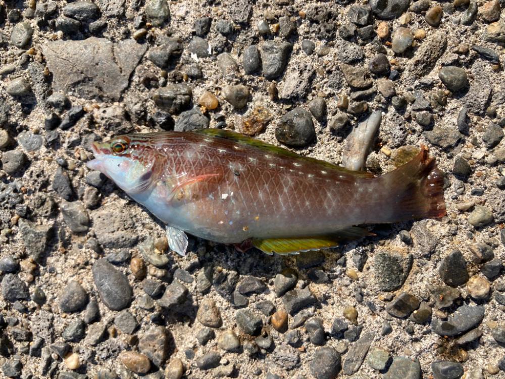 良型のメバル来た!!