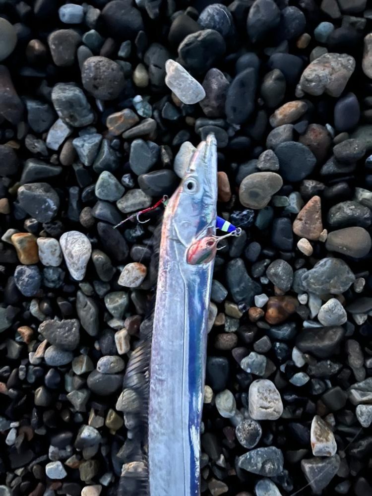 青物はいずこへ