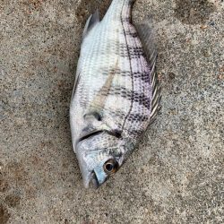 久しぶりの餌釣りで