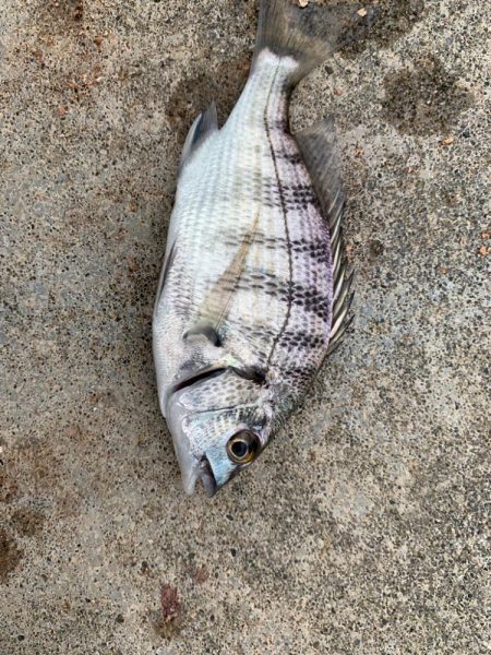 久しぶりの餌釣りで
