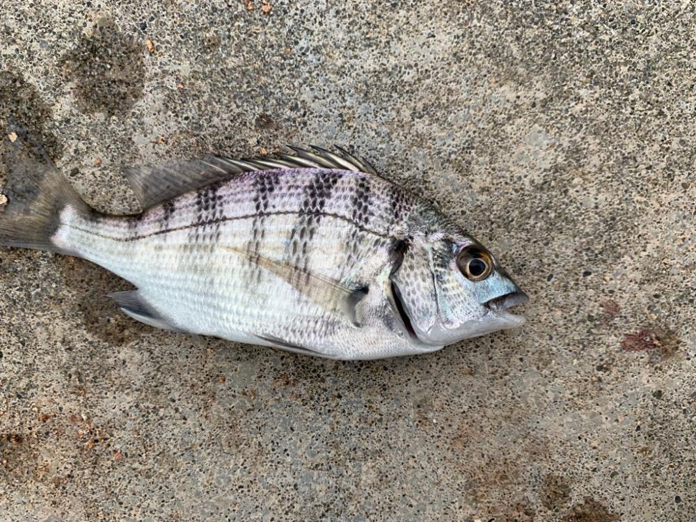久しぶりの餌釣りで