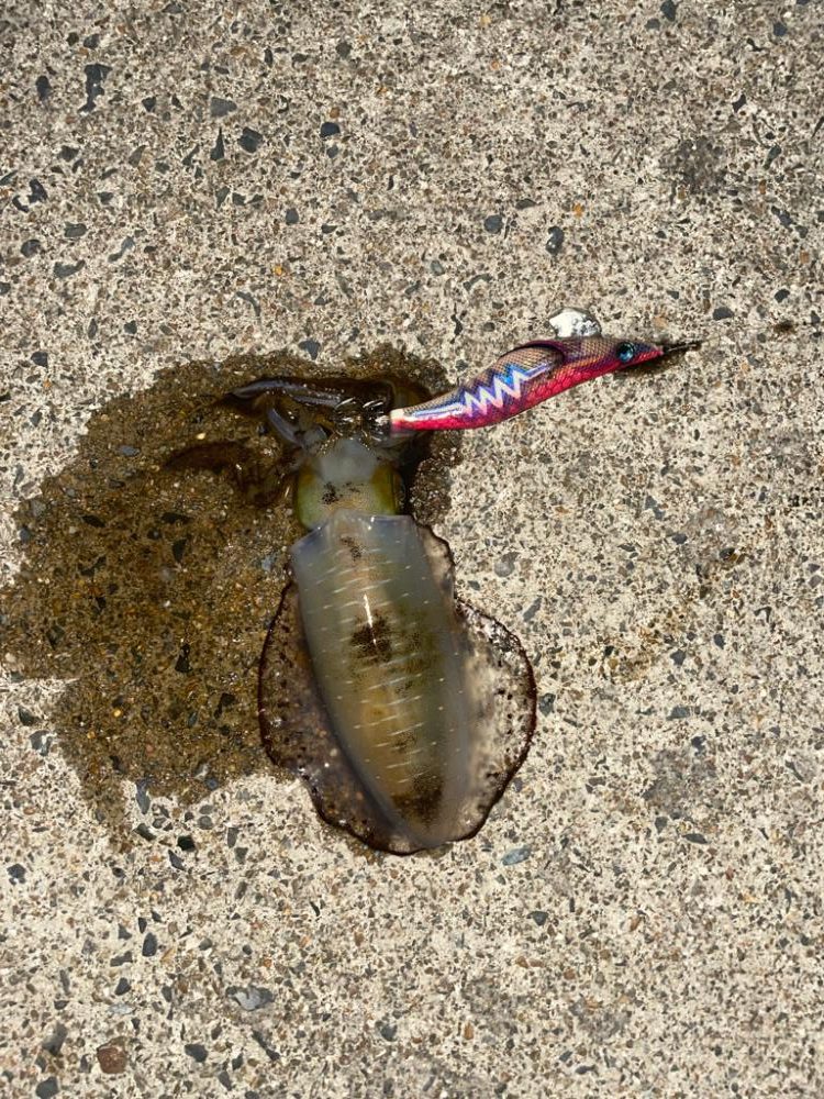 ナイトエギング