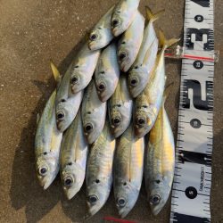 パターンを探す釣り