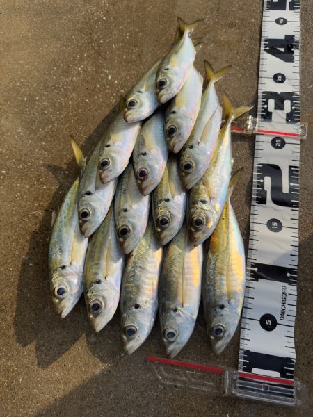 パターンを探す釣り