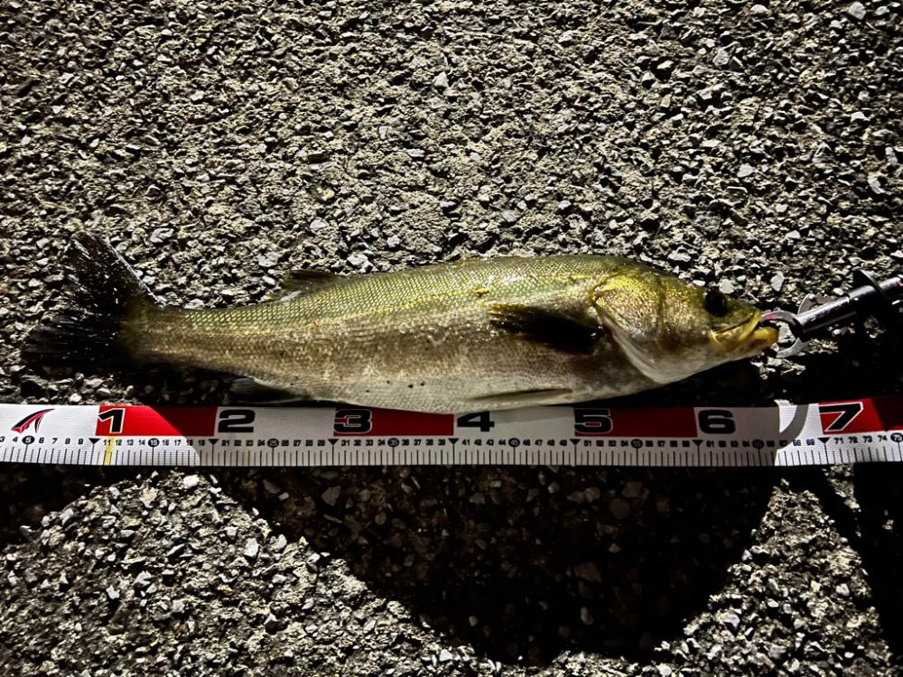 秋爆！ランカーまであと少し