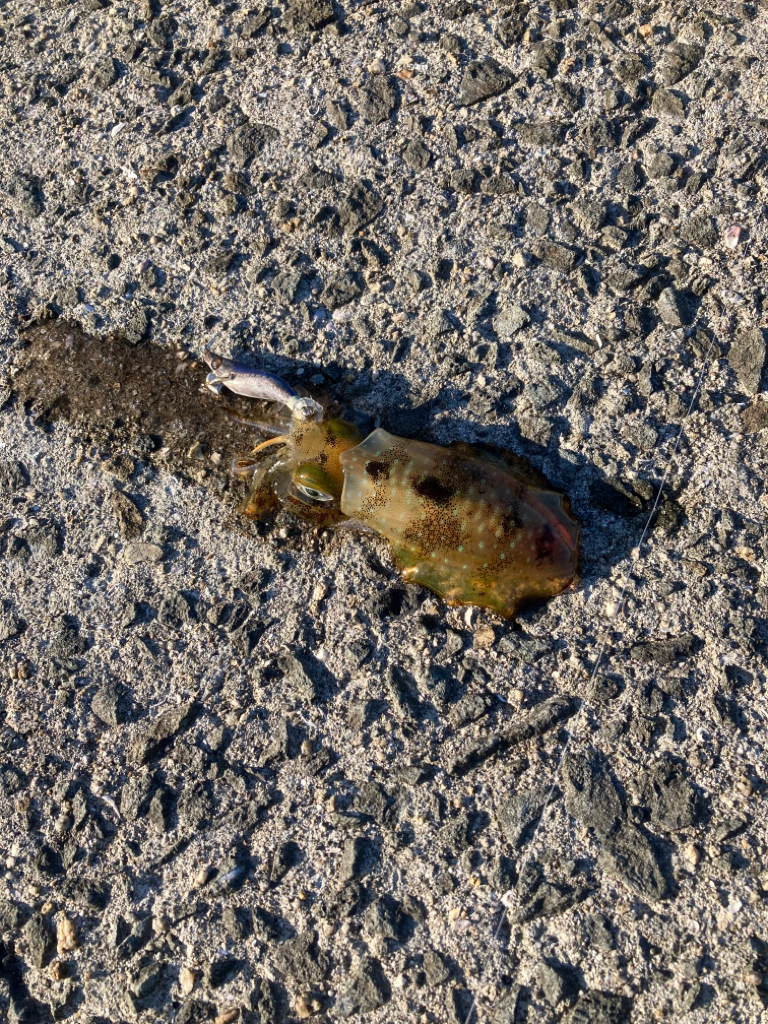 インチキエギング