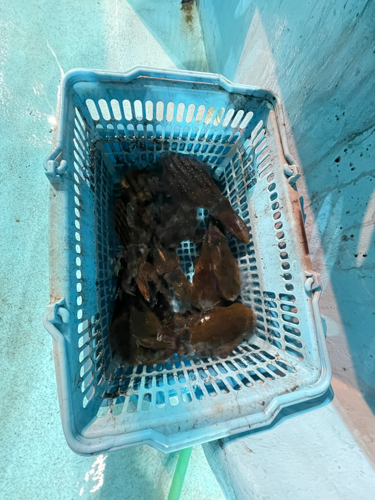 ナイトティップランでアオリイカ