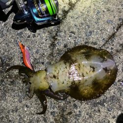 雨上がりのエギング