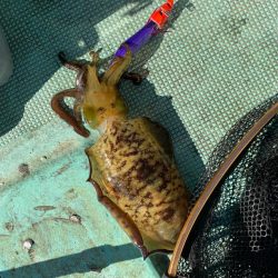 和歌山ティップラン