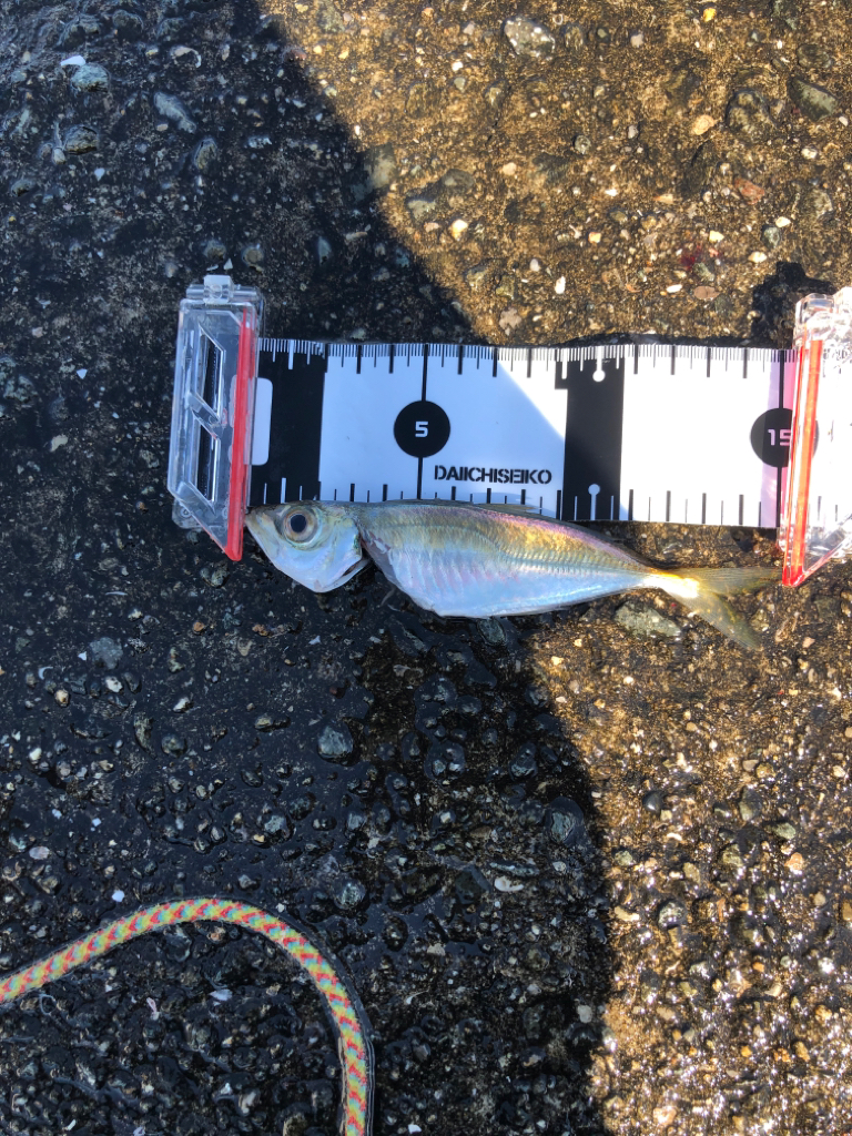 豆アジ、中サバいい感じ…飲ませのエサ困らず！