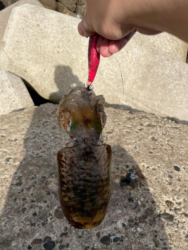 好調日本海エギング、数から型になりました