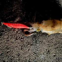 今日もエギング中毒発動！