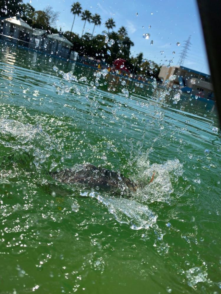 プレオープン　久宝寺緑地エリアトラウト
