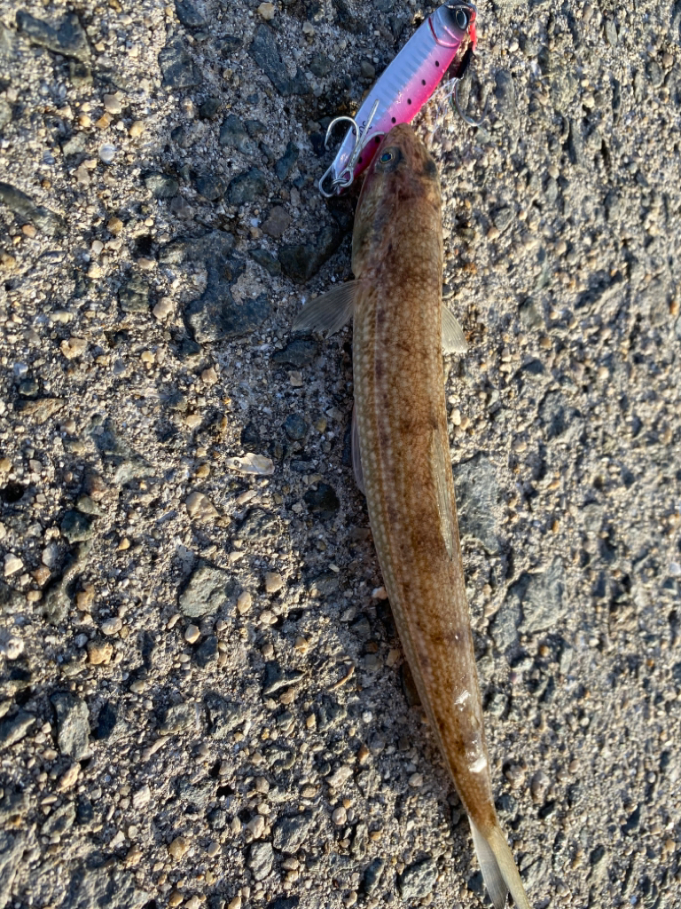 銀色の魚とエソ