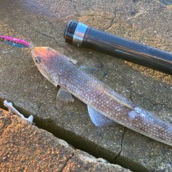 岸和田一文字に青物帰ってきてますにゃ！