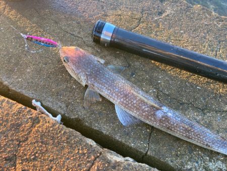 岸和田一文字に青物帰ってきてますにゃ！