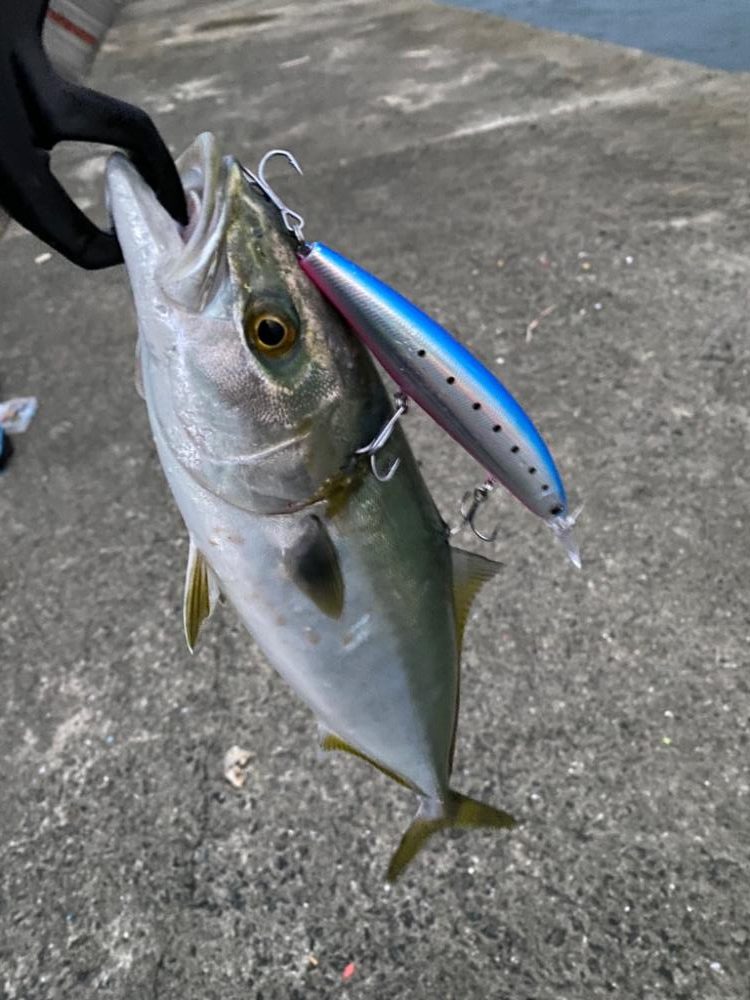 サイズは小さめ、数は多い。