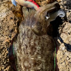 土日のエギング