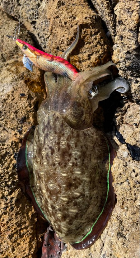土日のエギング