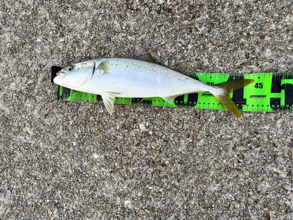 青物絶好調！！