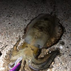 段々と数が上がってこない季節に…