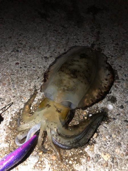 段々と数が上がってこない季節に…