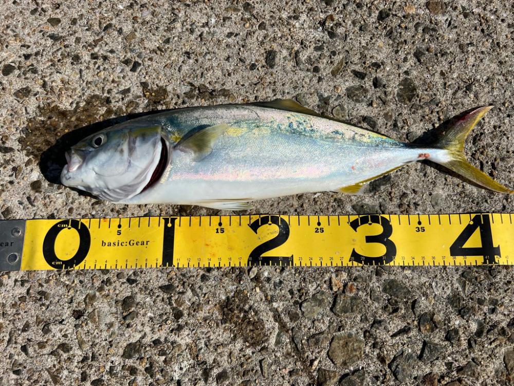 のませがいい。