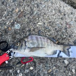 テトラ上からひとりフカセ