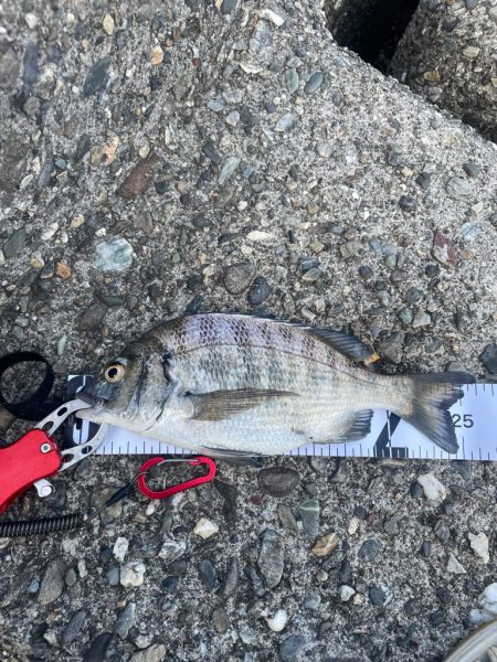 テトラ上からひとりフカセ