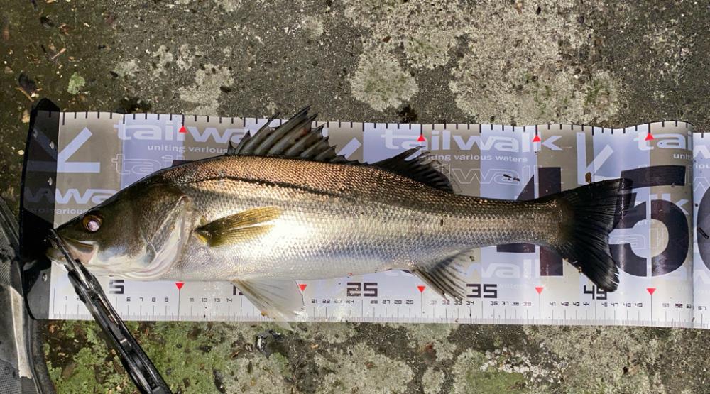 久々の入れ食い