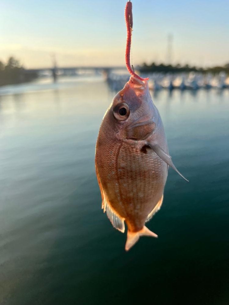 アジング？？？