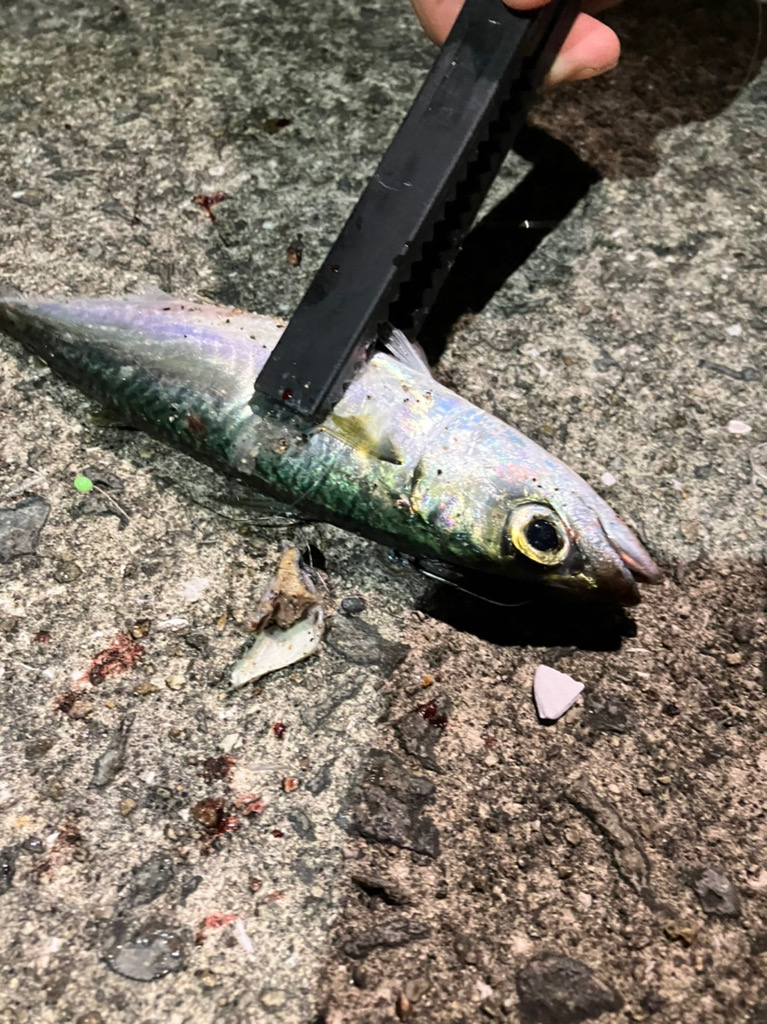 太刀魚はどこ？