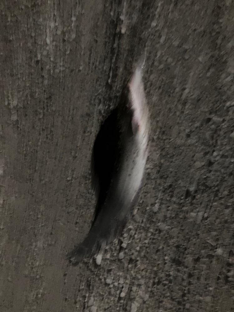 自作ルアーで釣ってみた