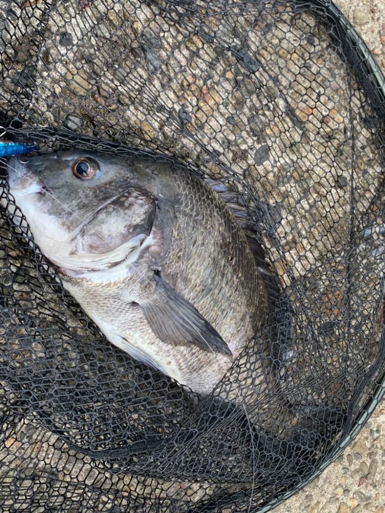 南港の奇妙なショアジギ
