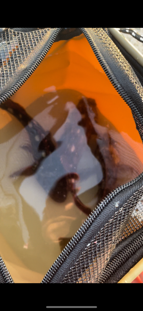 ガジラ爆釣！！南大阪編