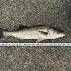 釣りパイセンやべー