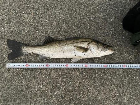 釣りパイセンやべー