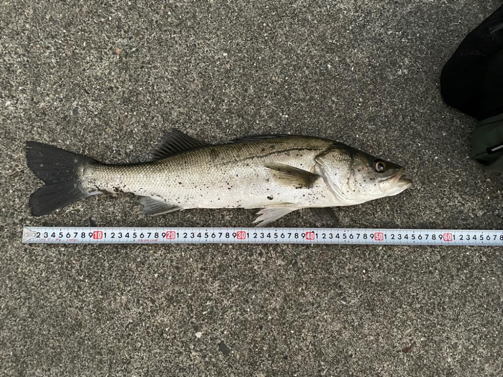 釣りパイセンやべー