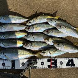 マズメチャレンジ