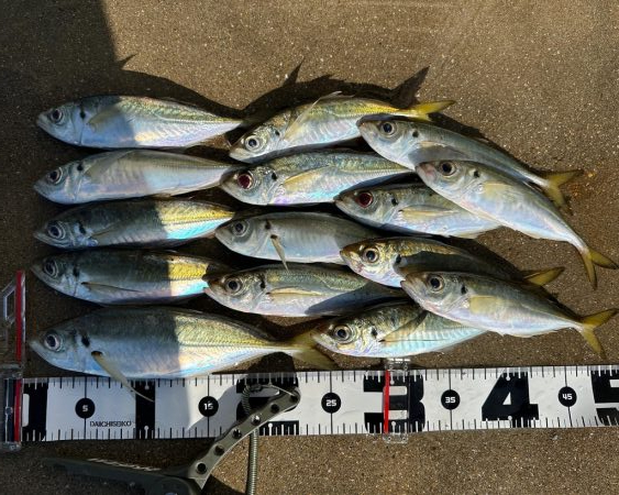 マズメチャレンジ