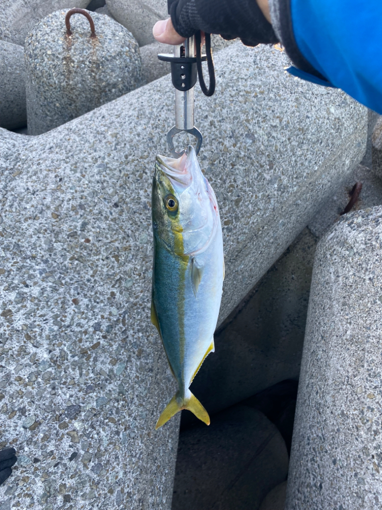 ハマチ5本と太刀魚キャッチ!