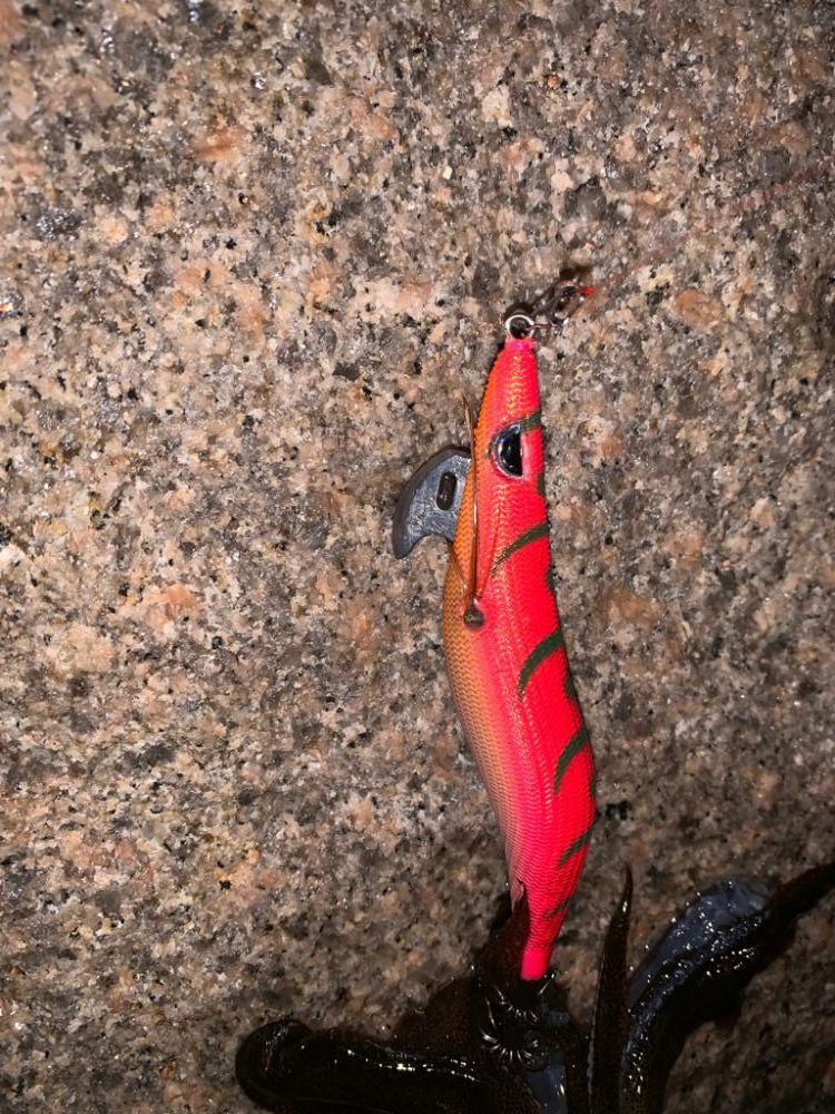 久しぶりエギング