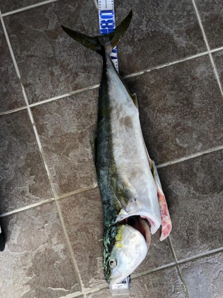 人が多い中出した一匹