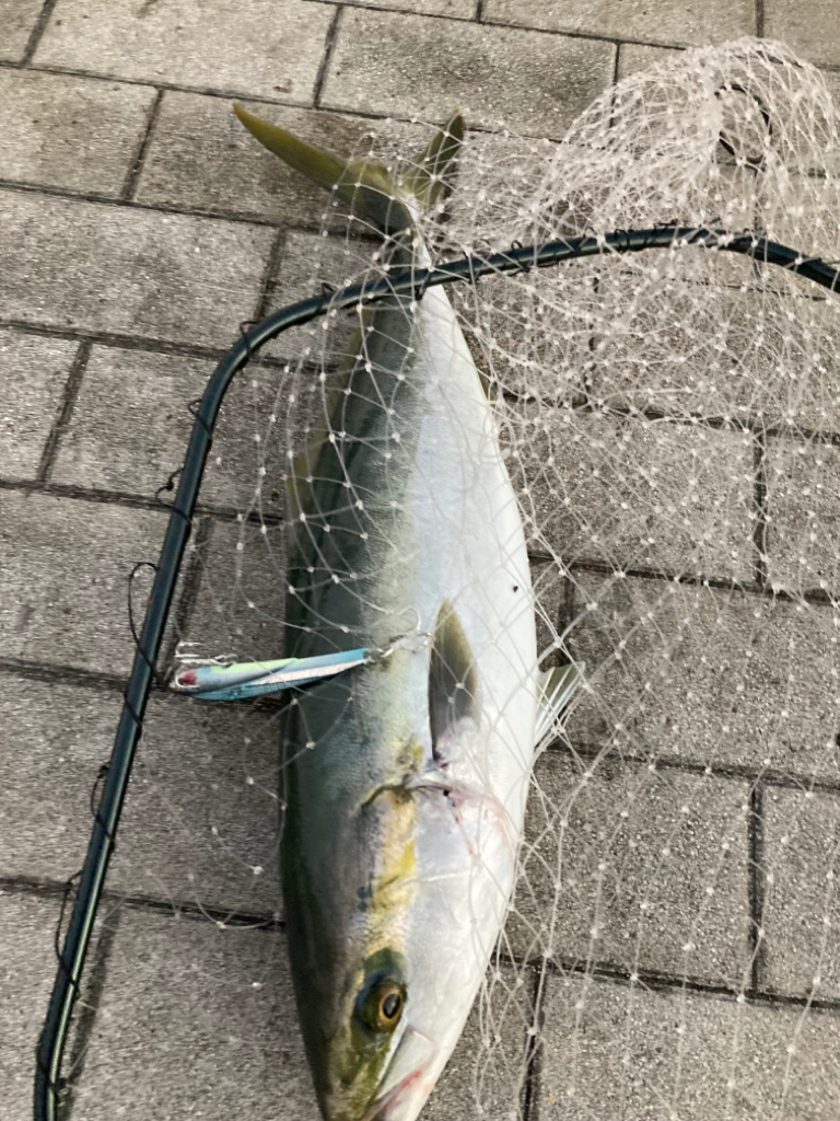 ⭐︎NOカワハギDAY