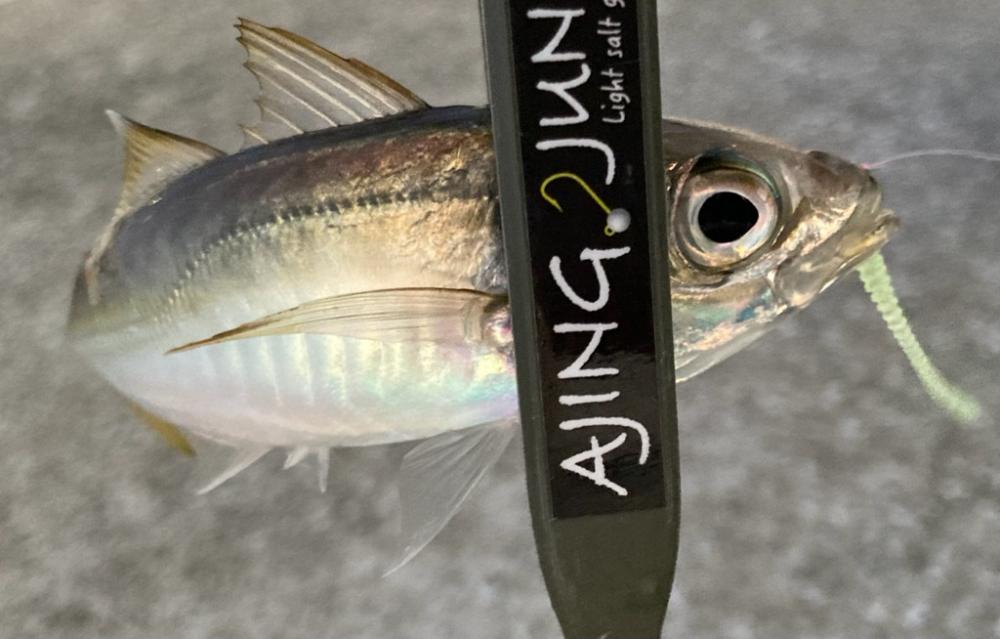 中アジはまだかいな〜!